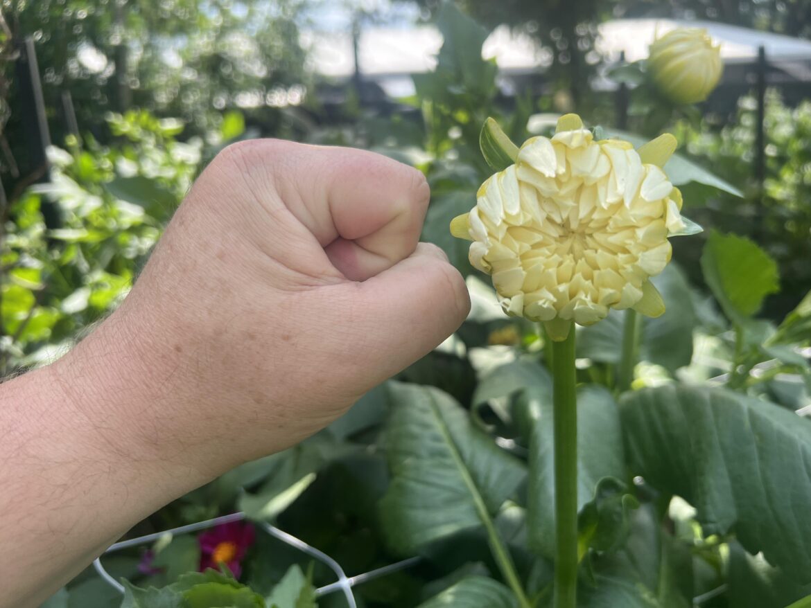 Grown from seed. Southern Hemisphere