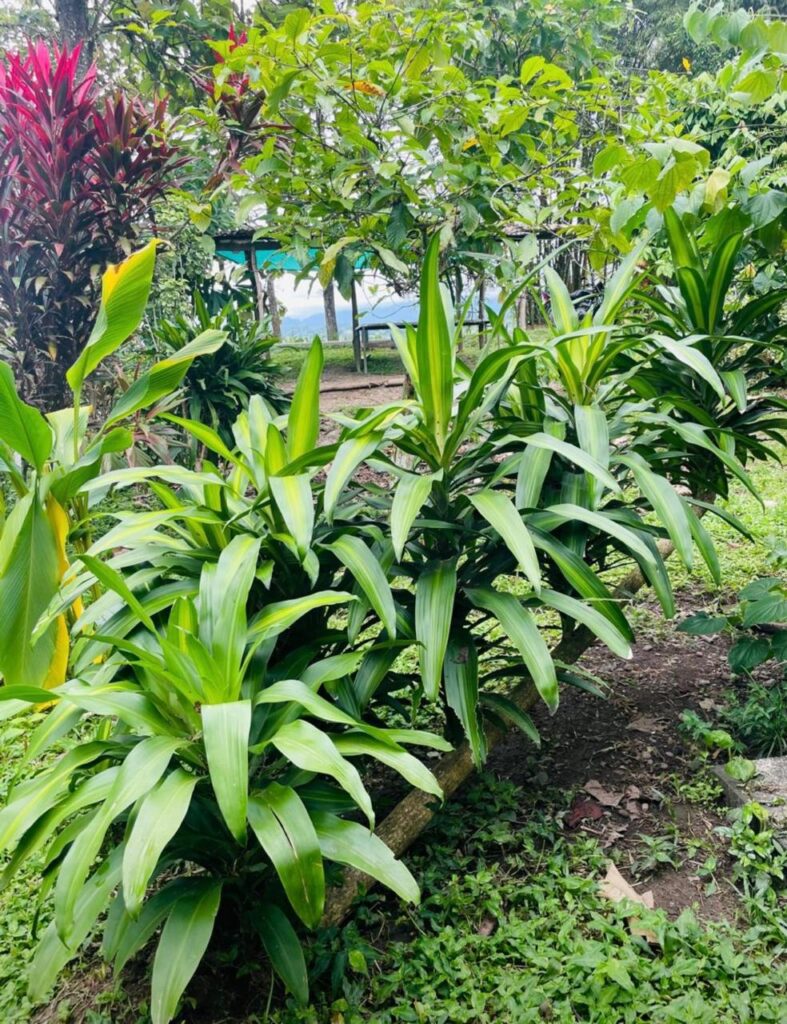 combinación de colores verdes