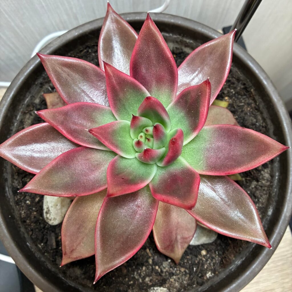 Sunlight vs grow light. I’m a first time succulent owner. Some (probably silly) questions ahead. Sunlight vs grow light. I’m a first time succulent owner. Some (probably silly) questions ahead.
