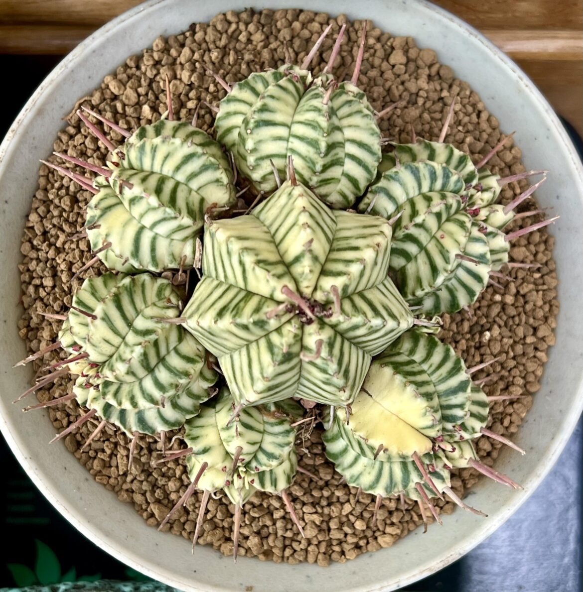Euphorbia pulvinata varigata