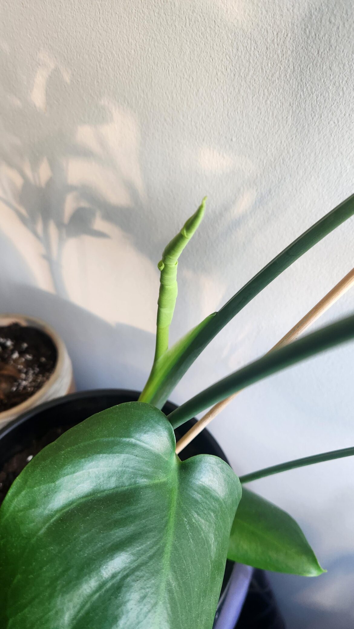 My new monstera leaf is all twisted and discolored