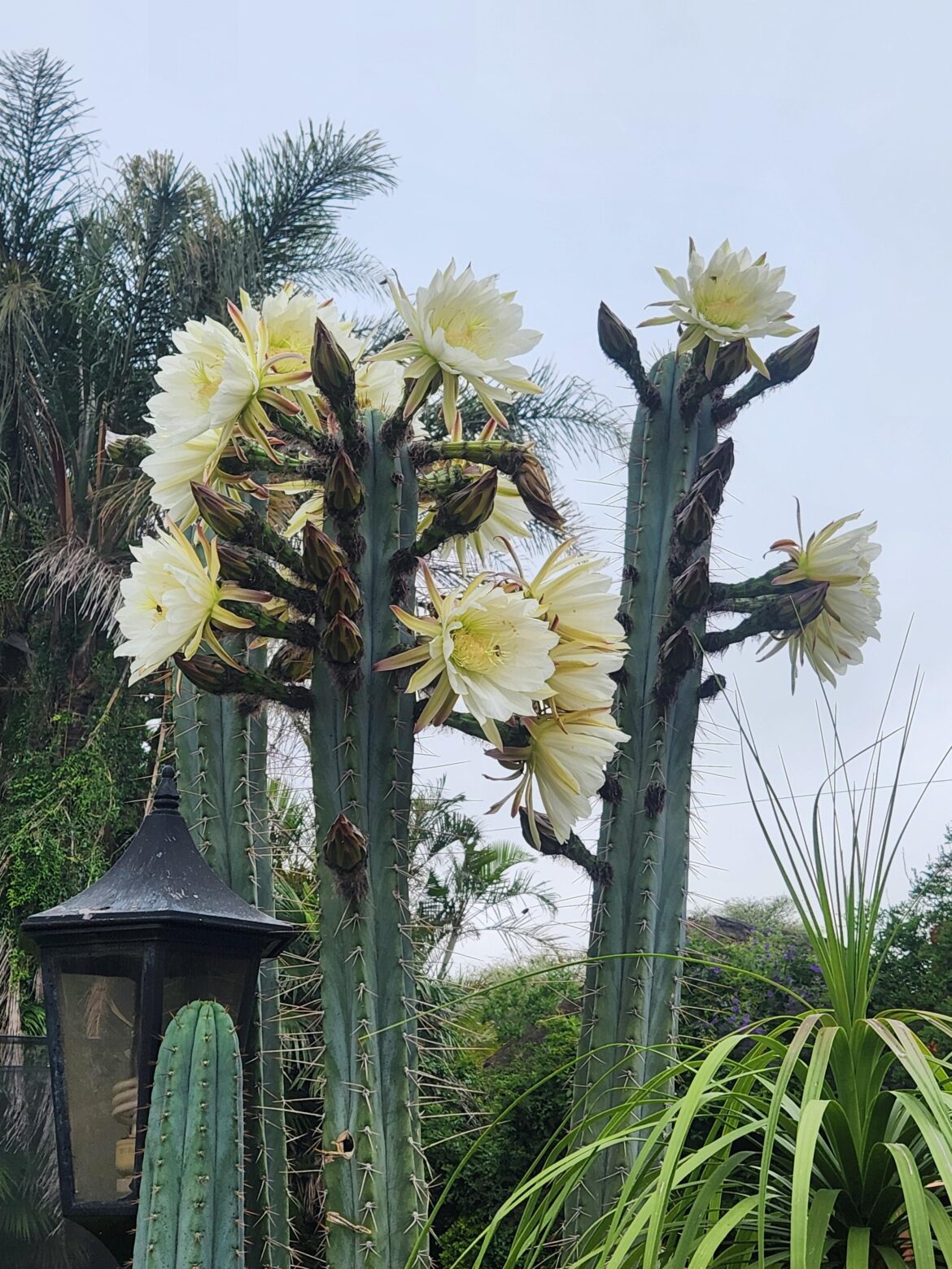 Long Spined Peruvian In Full Bloom