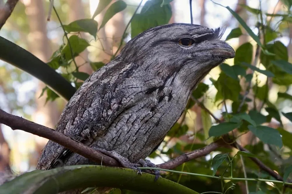 One gardener was startled to suddenly lock eyes with a tawny frogmouth, cleverly disguised as a tree branch.