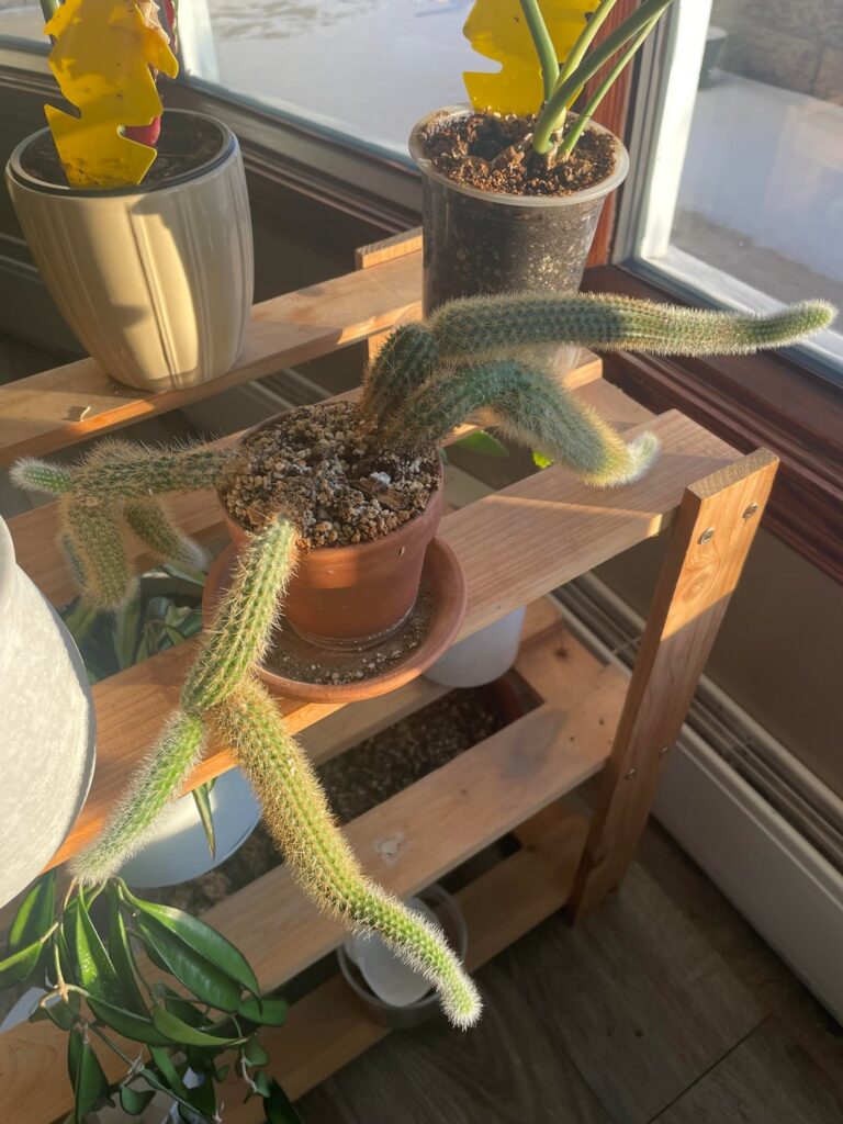 Rat tail or monkey tail?