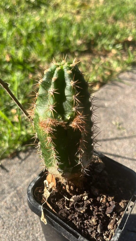 Anyone know what’s going on with my lil cacti and this weird growth
