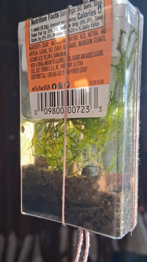 Tic-Tacs 3months+
