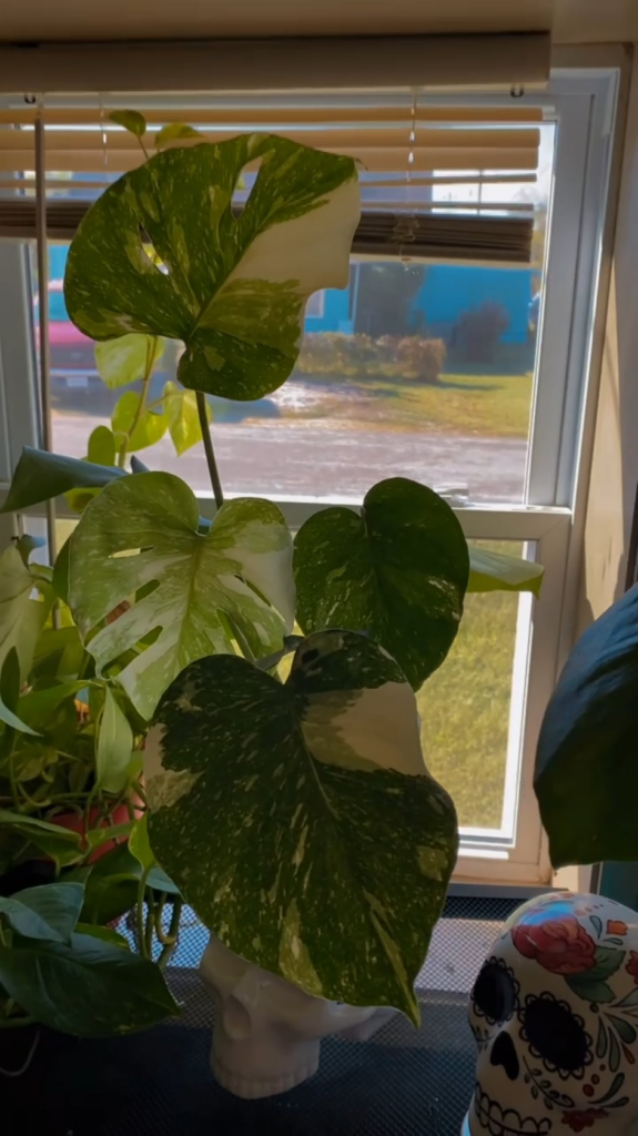 ✨️Behold My Monstera Thaicon✨️