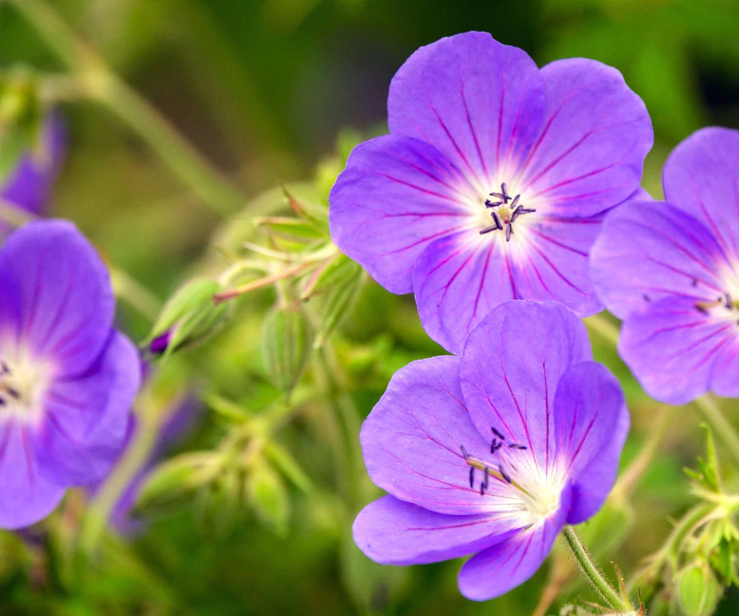 Cranesbill Geranium pratense Brookside