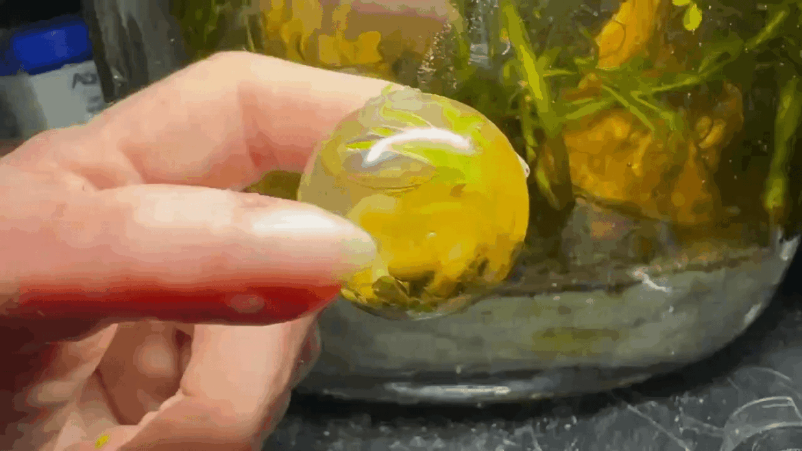 I made a clearer video of the 10ml, 4 year old ecosphere with close up footage from the usb micrscope cam at the end.