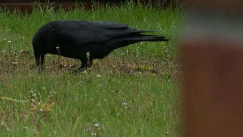 Raccoons, crows destroying lawns across western Washington