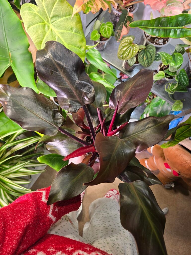 Always thought this was a prince of orange, I think i might be wrong now. Can someone confirm!