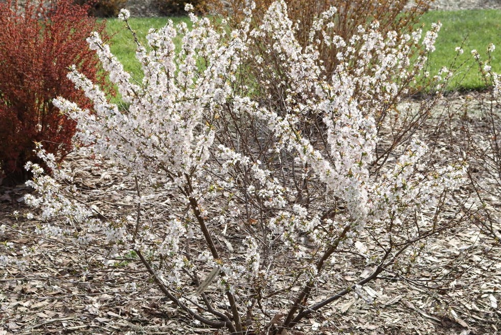 easy_as_pie_bush_cherry_1