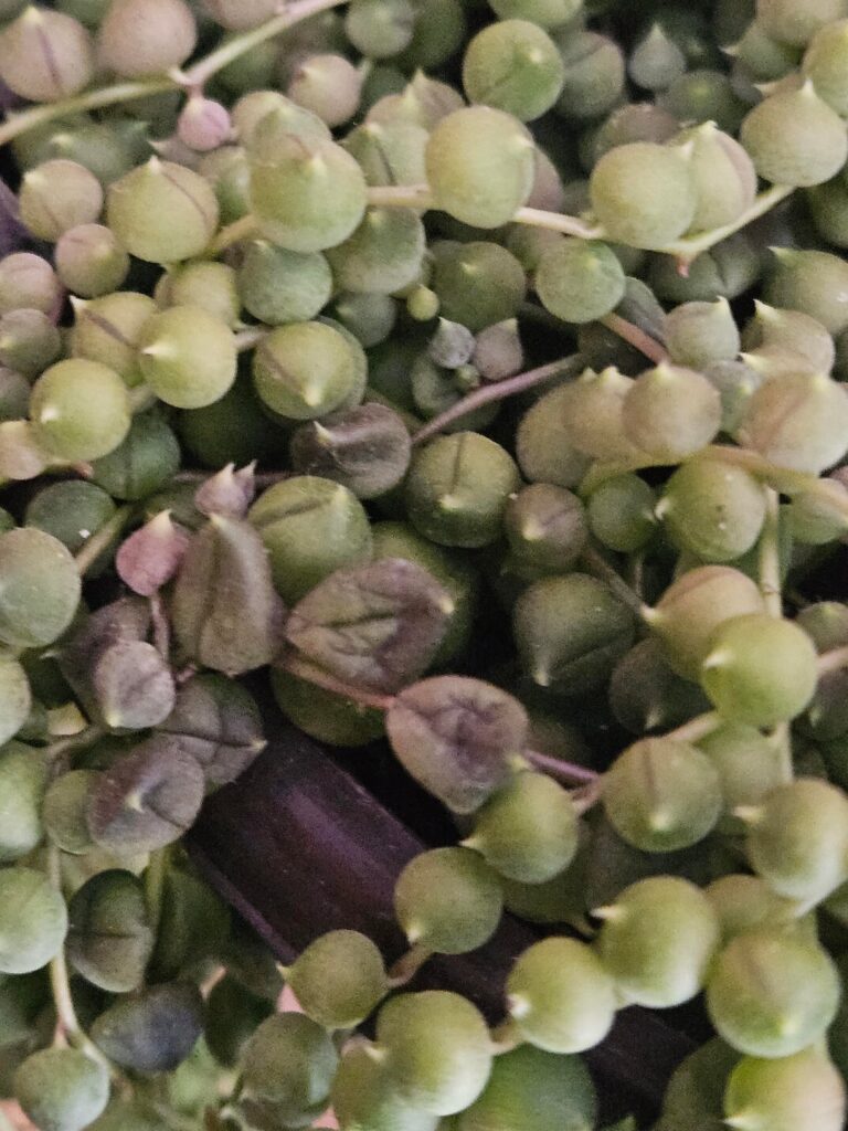 Should I be worried about some of my pearls looking like this?
