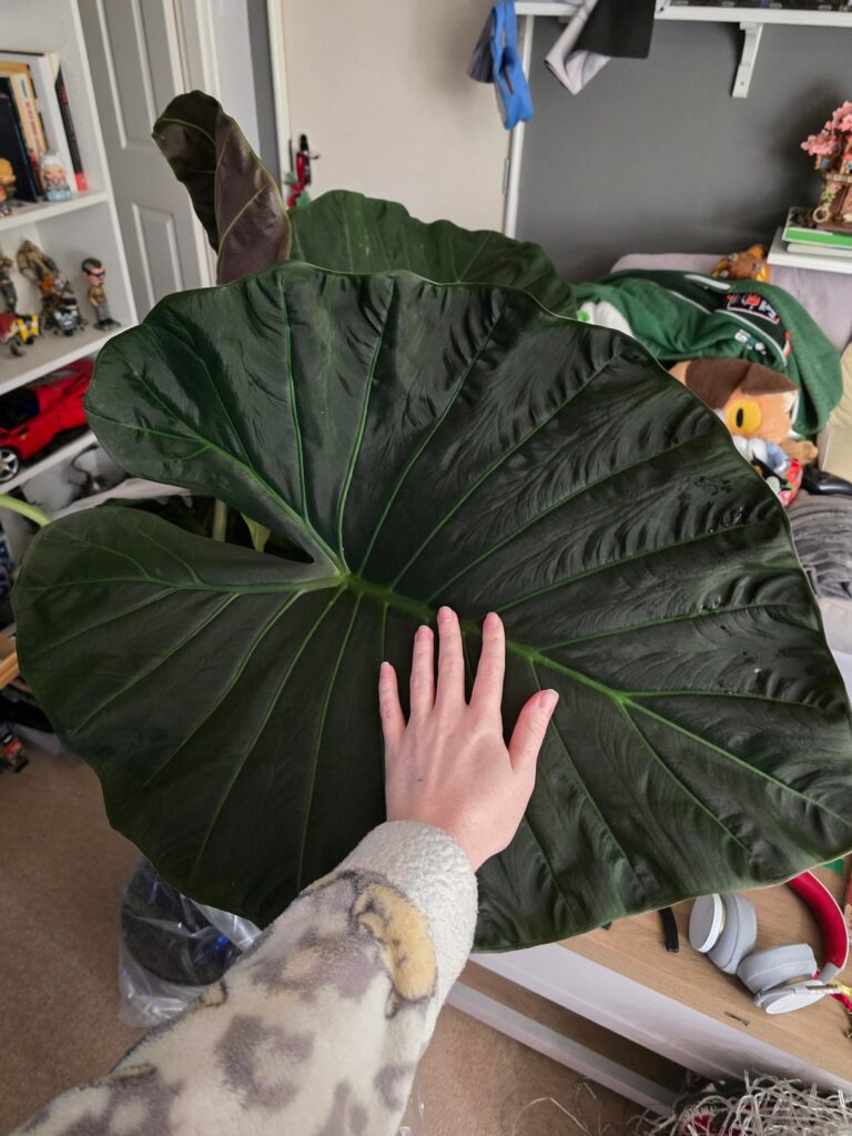 Sooooo, I did a thing🌱🌿😍