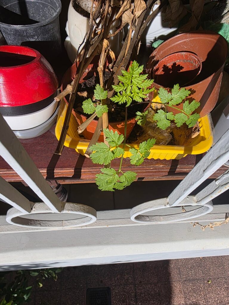 This plant came out on its own. Any ideas about what it is? Location is Greece