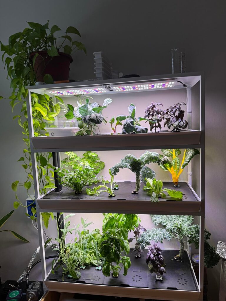 It's not root rot, just organic hydroponics, I promise!