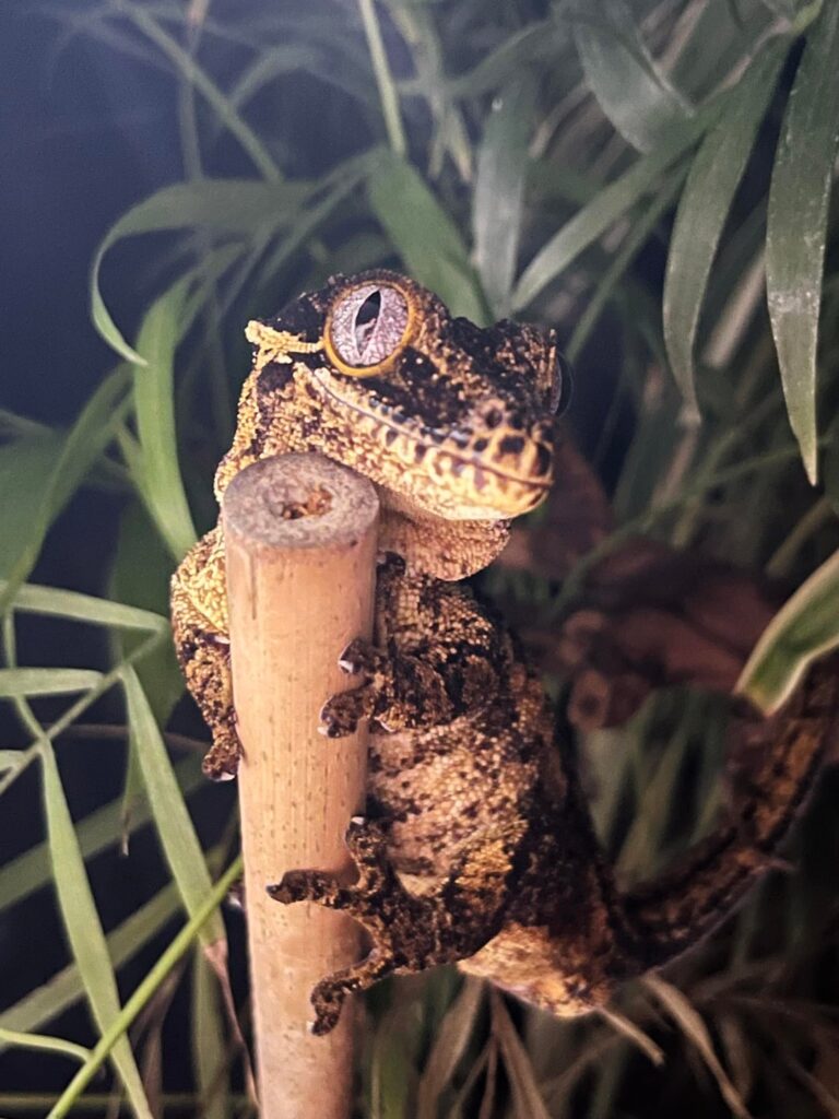 Gargoyle Gecko Vivarium Suggestions?