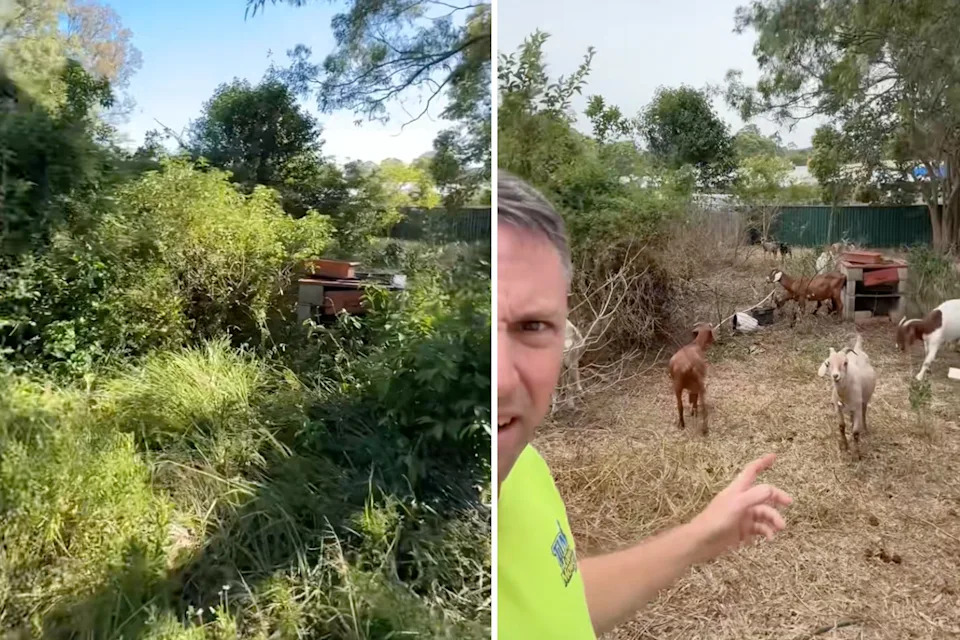 Left, the garden before the goats were brought in. Right, the same area three days later. 