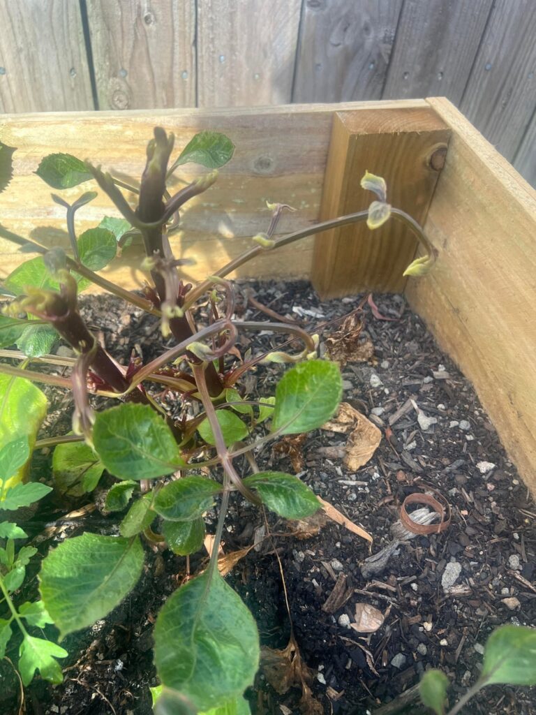 Soil deficiency or something more sinister?