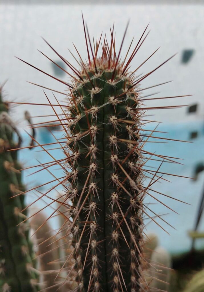× Raustoa- a natural hybrid between Espostoa and Rauhocereus × Raustoa- a natural hybrid between Espostoa and Rauhocereus