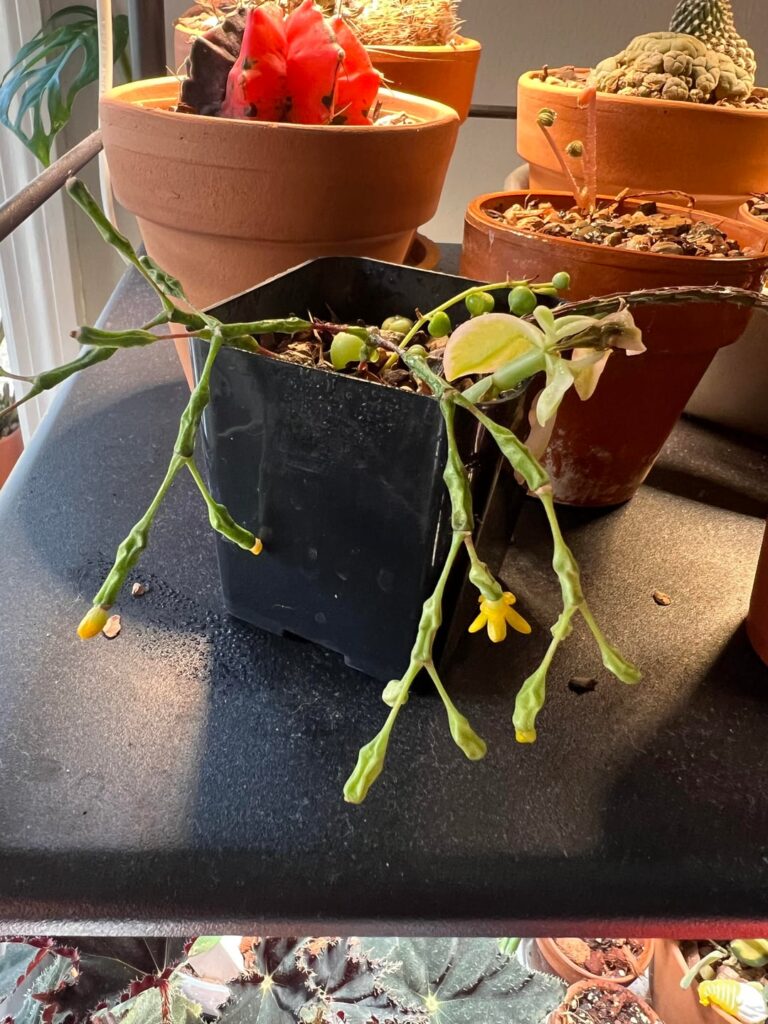 E. Tirucalli skewed priorities