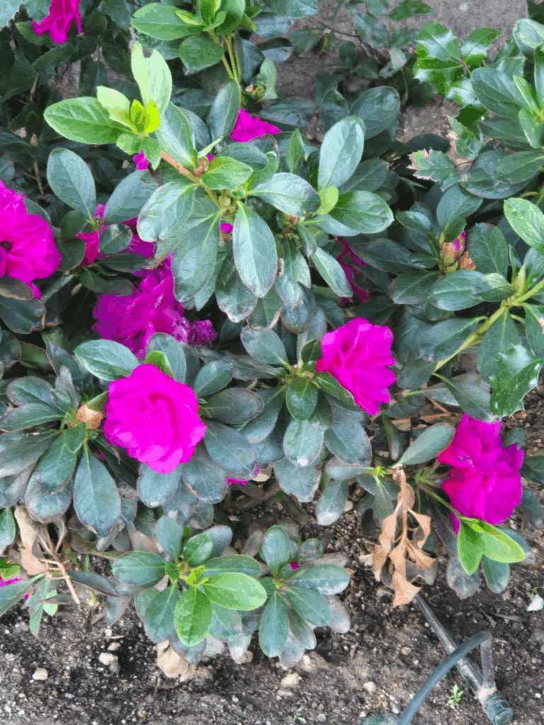 Walked by this the other day. Who is she?