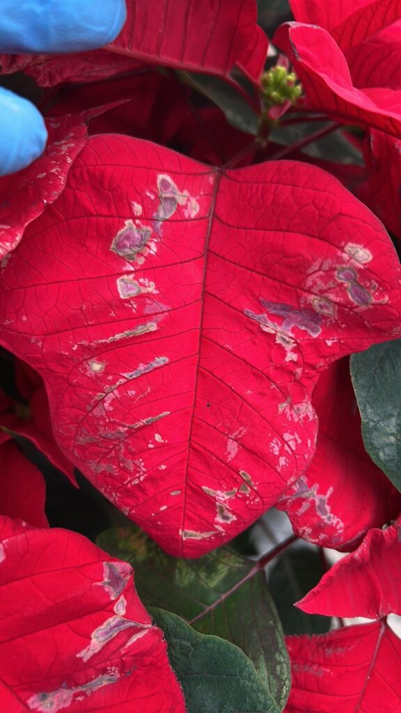 Marks on poinsettias