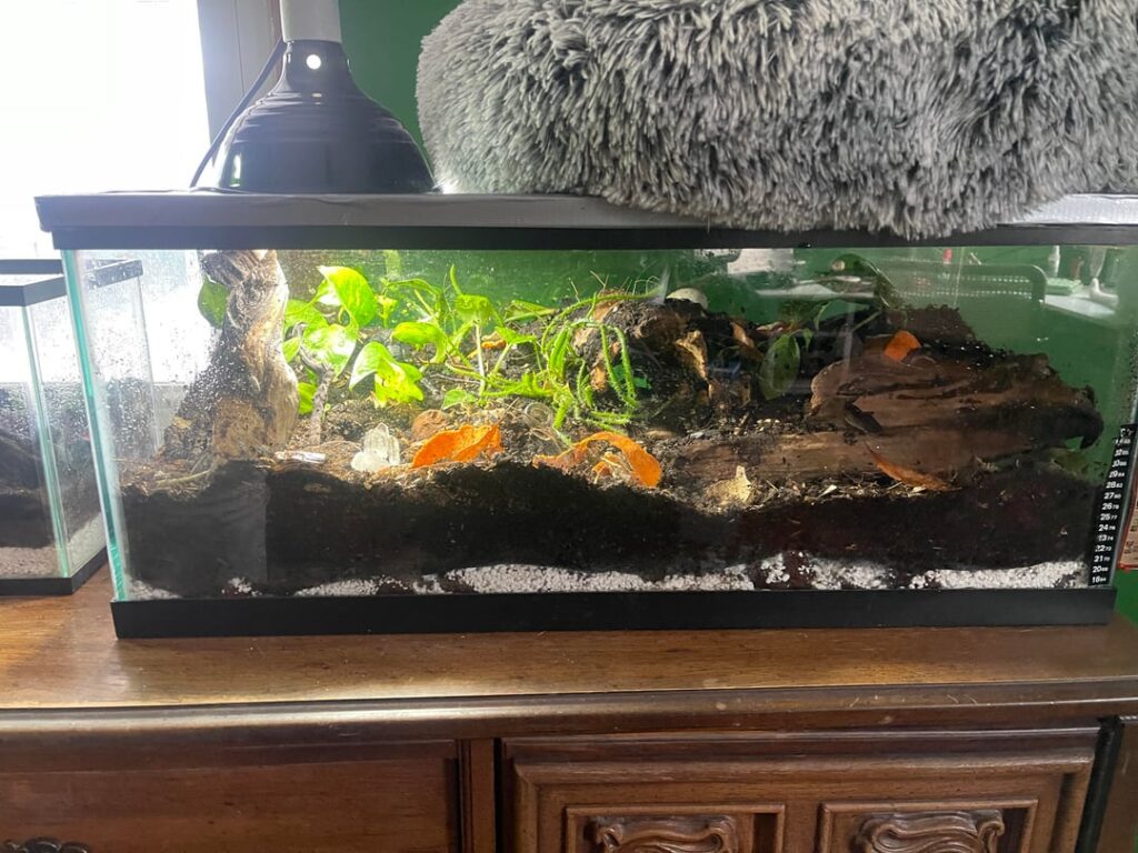 20 gallon long bioactive terrarium