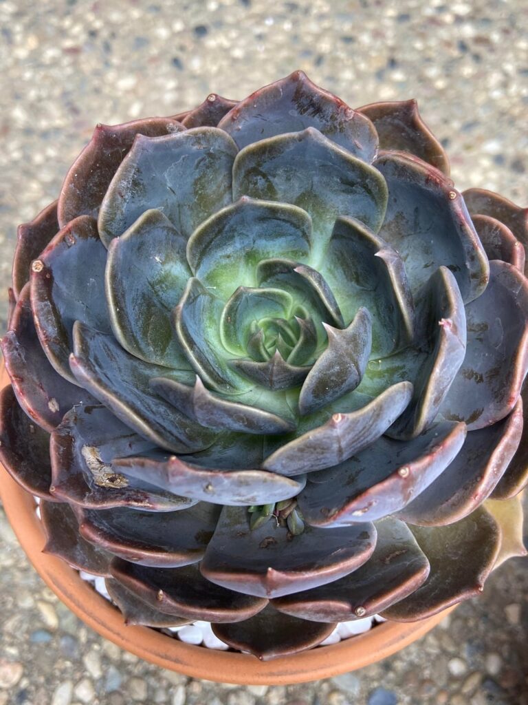 Echeveria Marrom