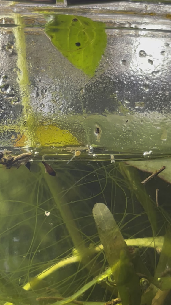 First copeod sighting! First copeod sighting!