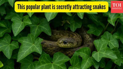 This popular plant is secretly attracting snakes; it may already be making nests in your home garden
