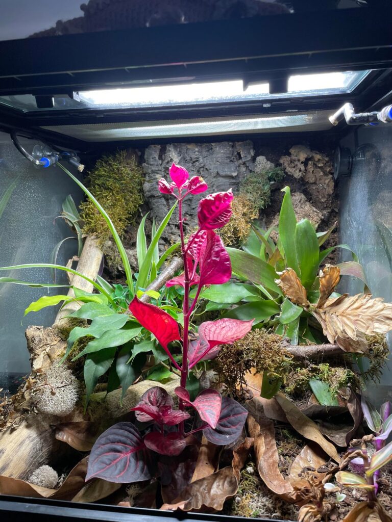 3 months progress…some plants doing well, others, not so much…what am I doing wrong? Swipe for before pic.