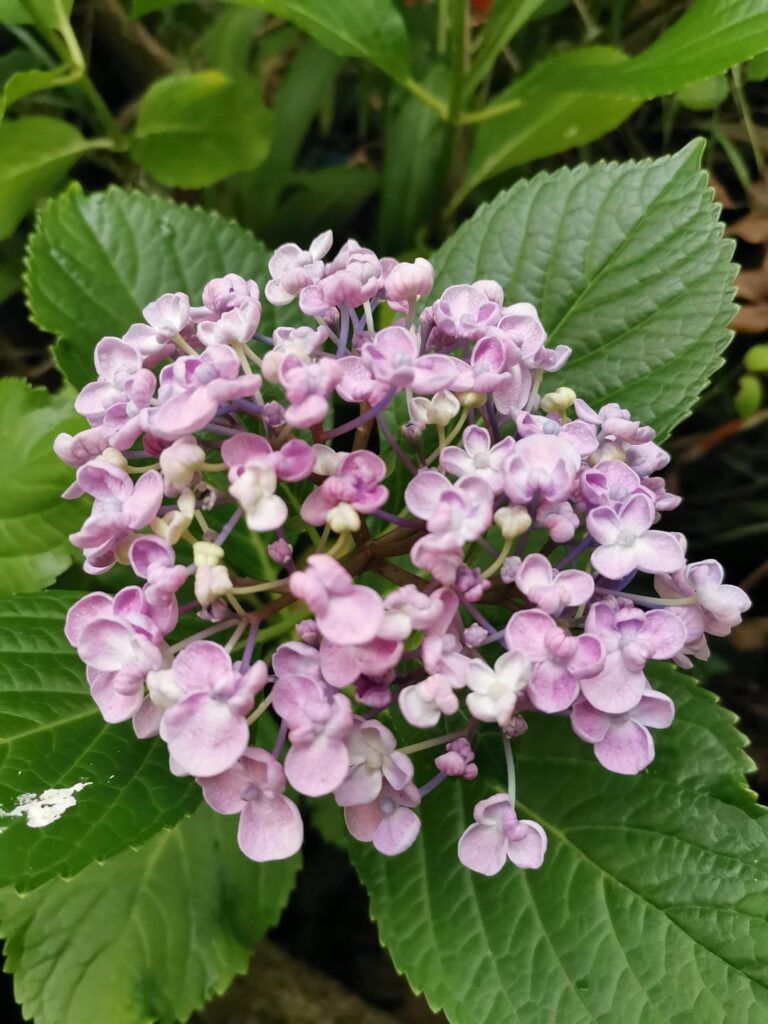 A 'sport' from my blue hydrangea
