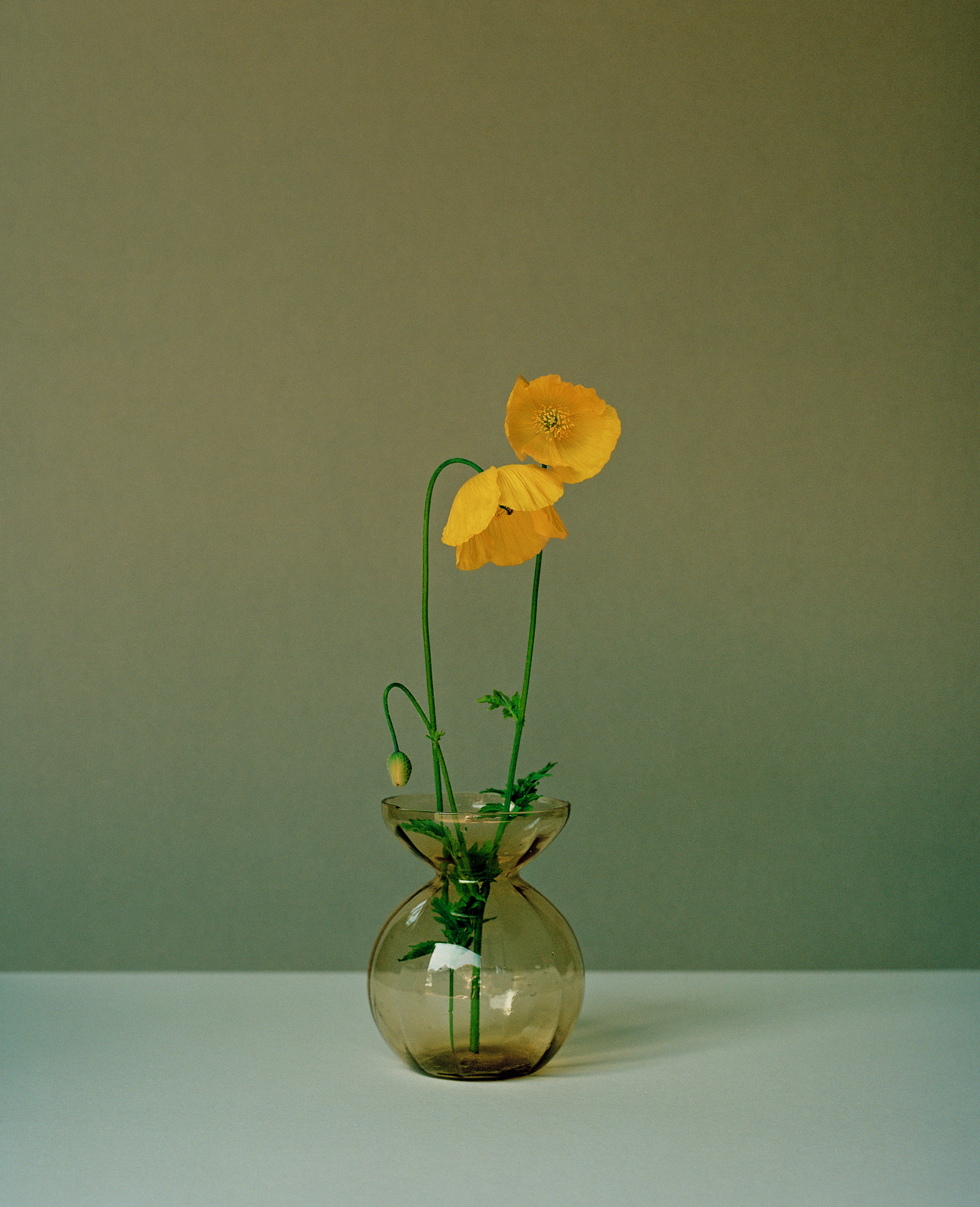 the yellow welsh poppy chosed by piet oudolf