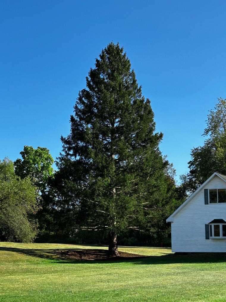 The 2025 Rockefeller Center Christmas Tree in the yard of the Russ family in East Greenbush, New York. 