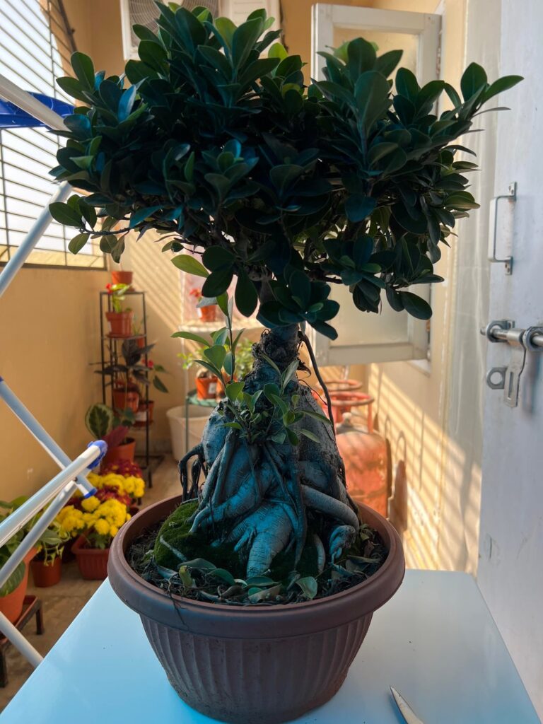 Pot advice needed + Styling, growth strategy options Pot advice needed + Styling, growth strategy options