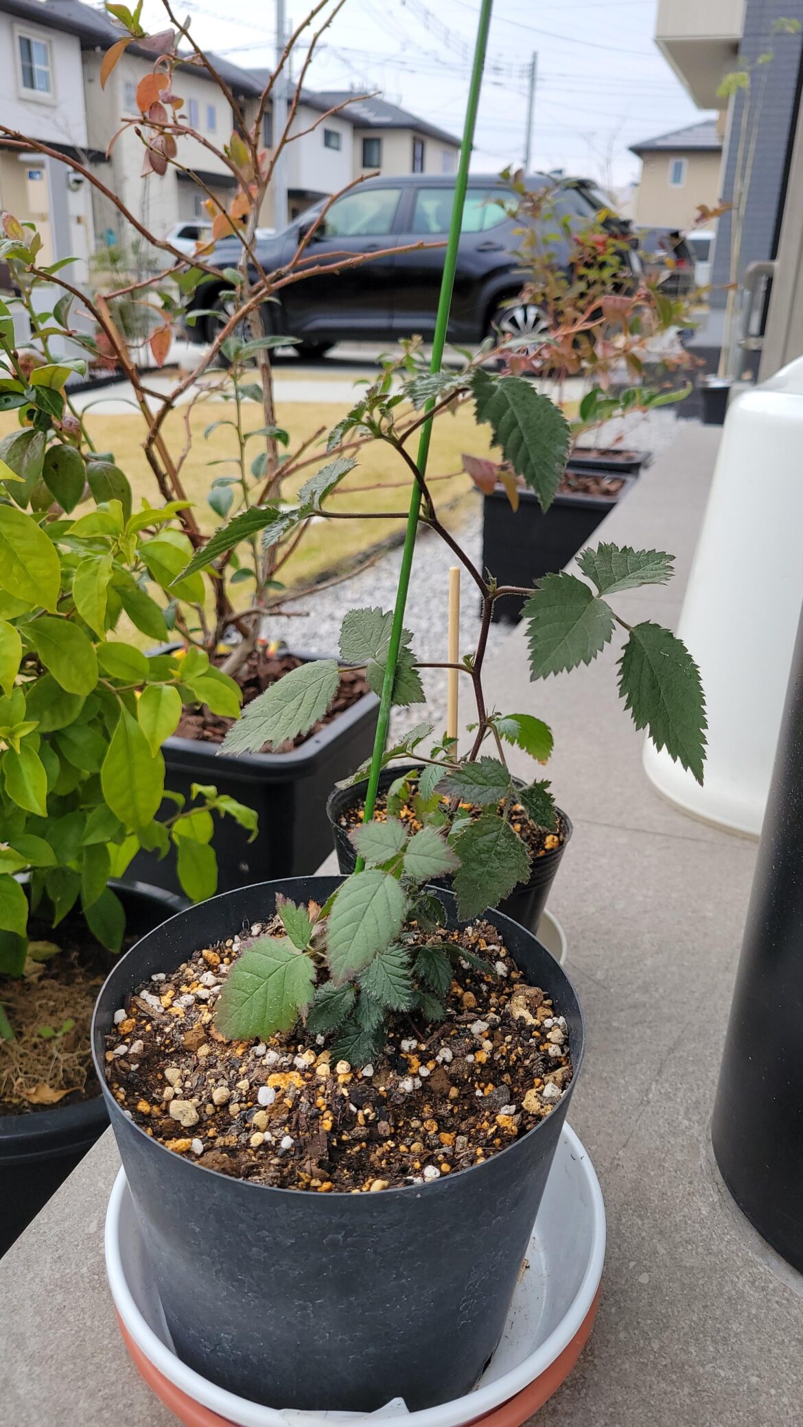 Care for blackberry seedlings this winter