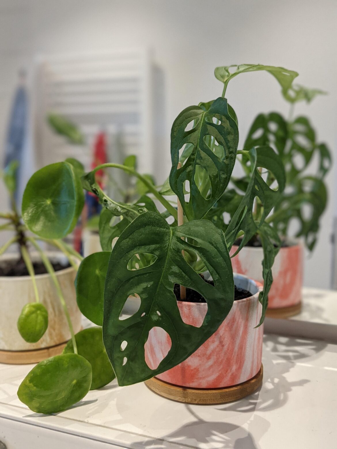 What do plants give you and your home? What do plants give you and your home?