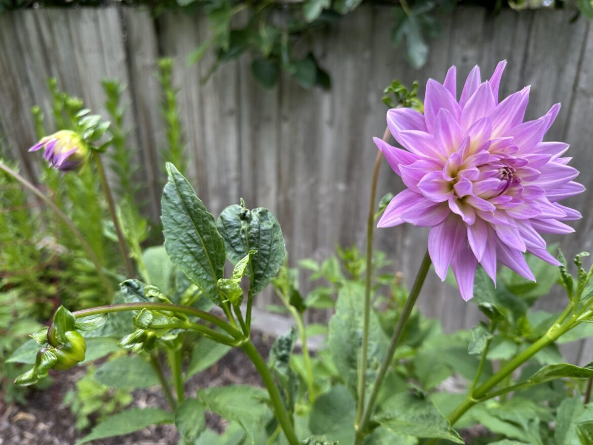 Sir Alf Ramsay dahlia