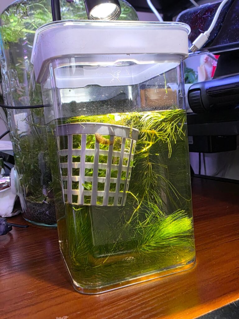 Best home for a leech?