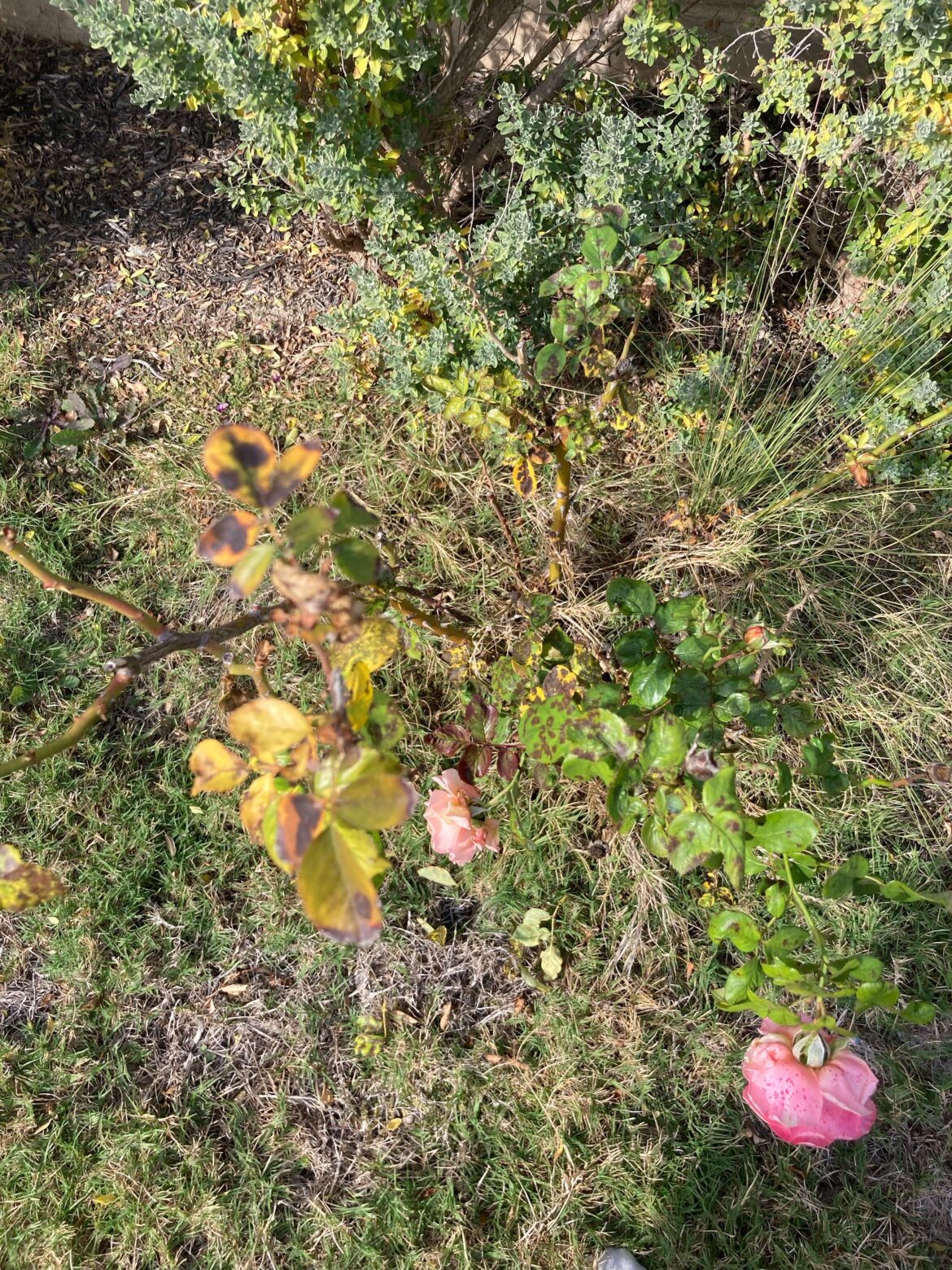 Please help me cure this rose plant