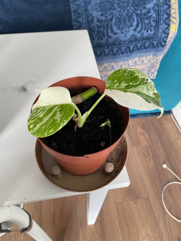 Finally sprouting a new leaf after over a year and a half! Finally sprouting a new leaf after over a year and a half!