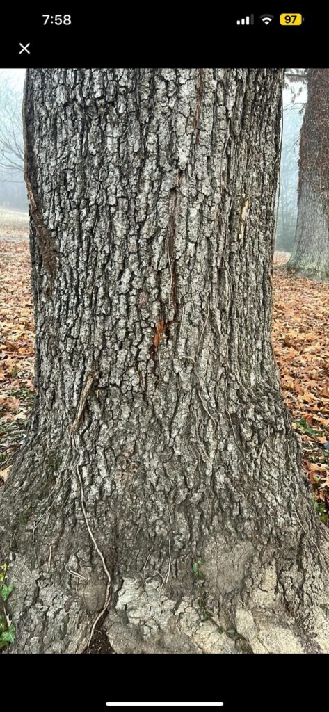Getting different IDs on this oak. Picture this says trunk is black oak, but leaves are pin oak. I’m not sure which it is