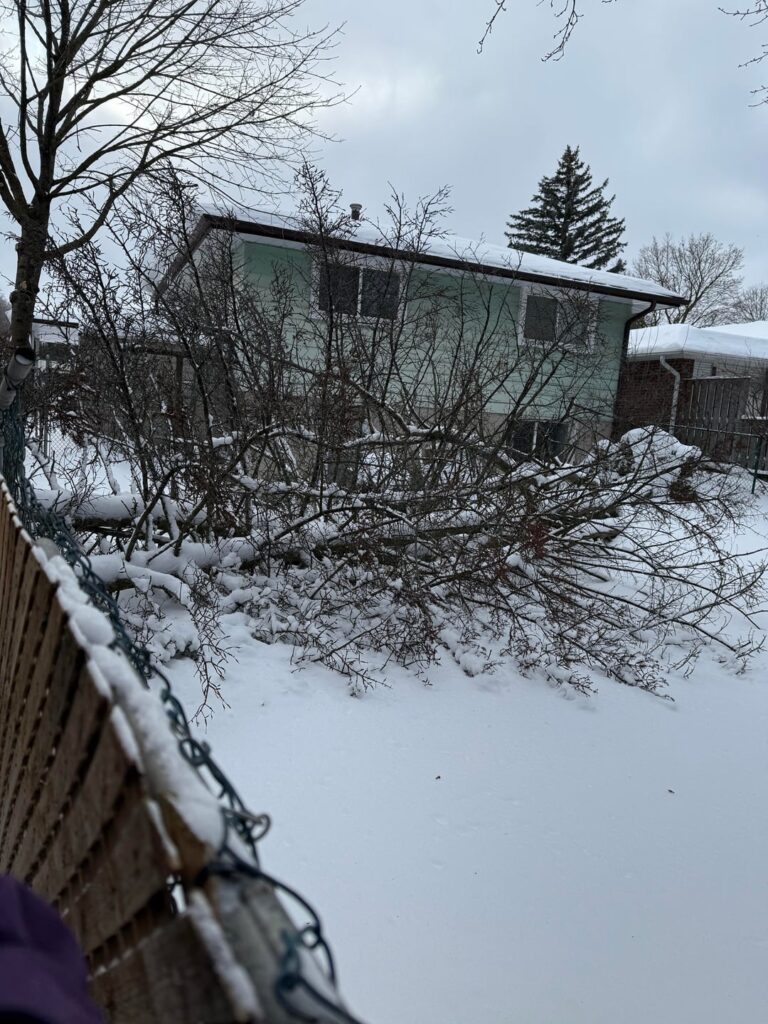 Winter storm finally toppled my neighbour’s dead pine. How much would this have cost to deal with? SW Ontario Winter storm finally toppled my neighbour’s dead pine. How much would this have cost to deal with? SW Ontario