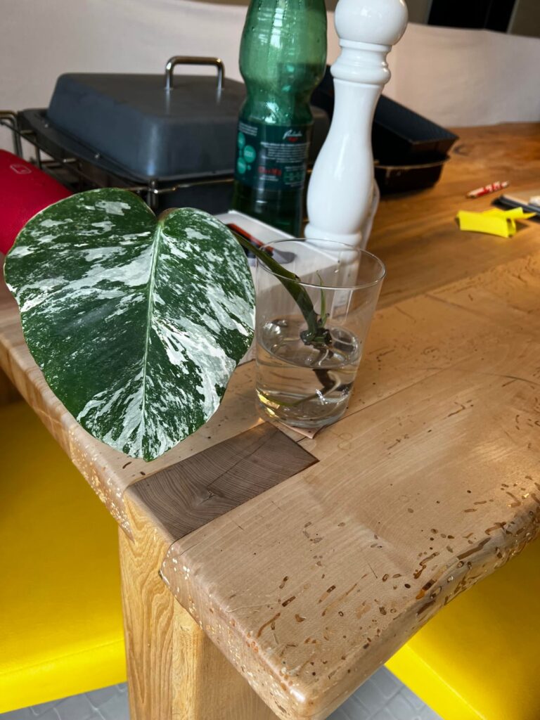 Care tips for this Monstera?