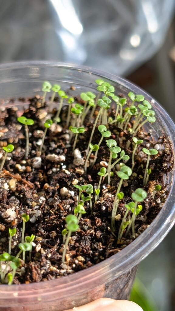 Grow Catnip seedlings in just days! Tips and tricks 🌱