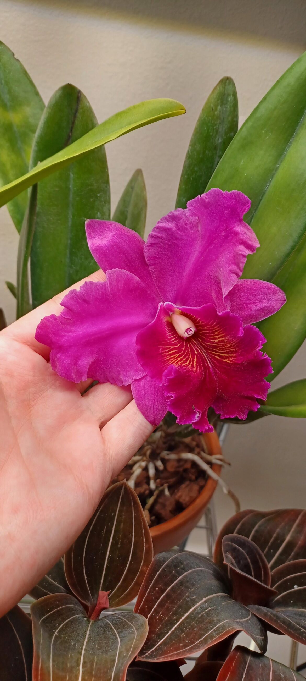 Gotta love cattleyas