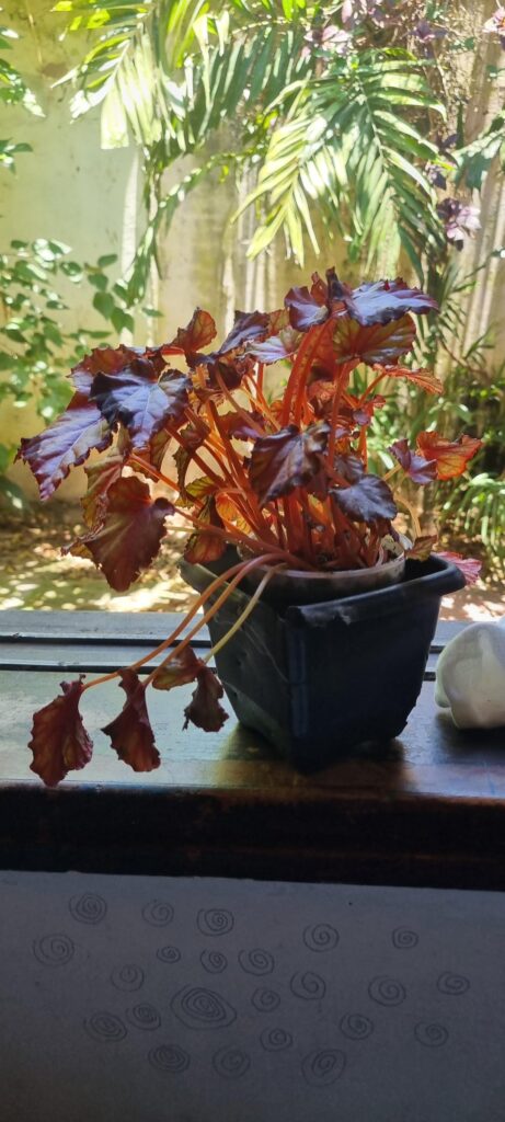 I just got a mall begonia rex and need some help