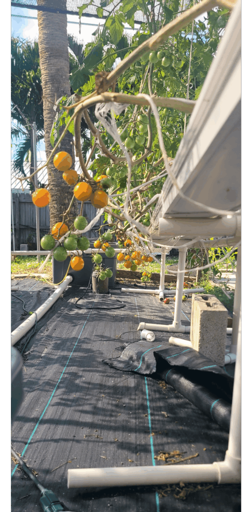 Orange & Yellow are always first to ripen