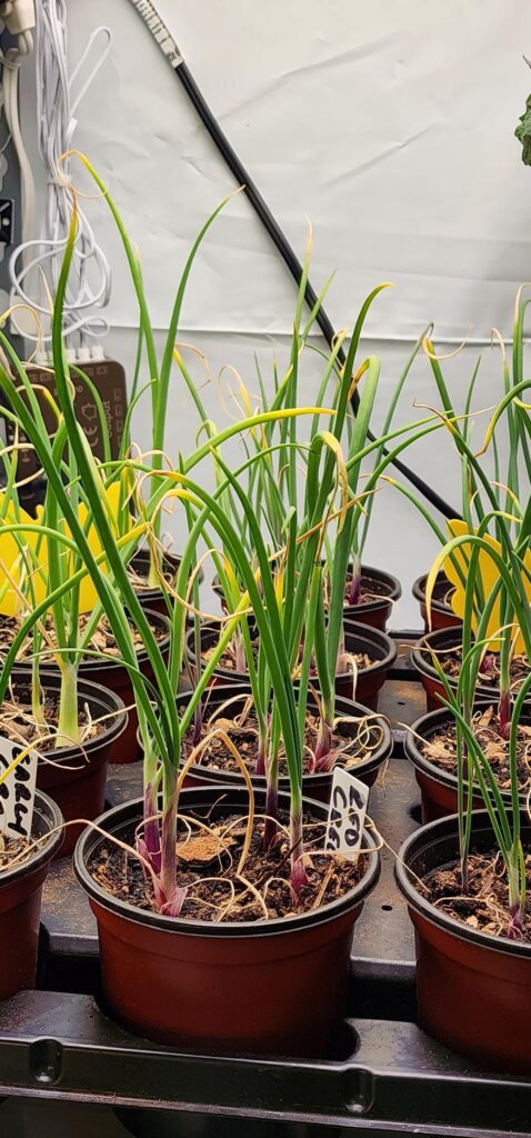 Help with Onion starts